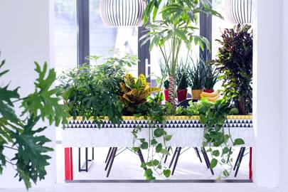 10 Cool House Plants To Grow Inside British Gq 10 Cool House Plants To Grow Inside