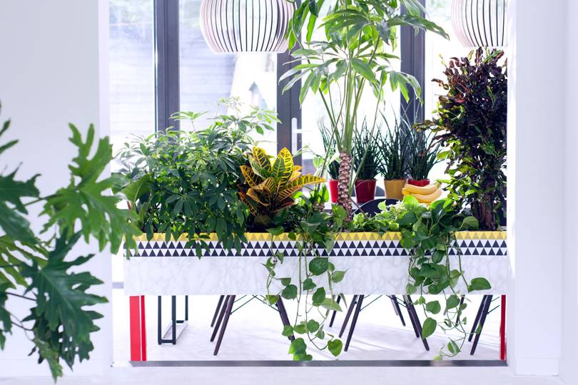 10 Cool House Plants To Grow Inside British Gq
