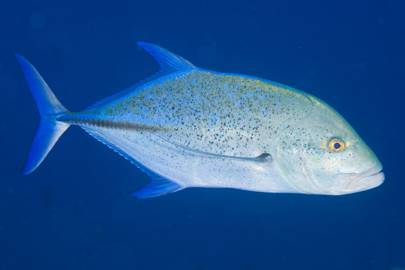 blue planet 2 the