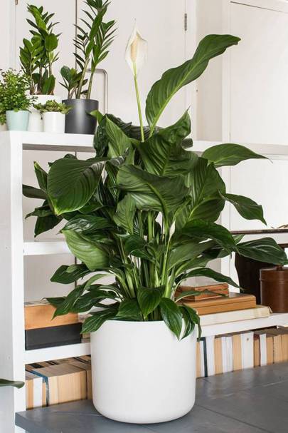 10 cool house plants to grow inside | British GQ